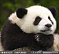 Discovery探索频道：#探索七月重点大片#随着卧龙不同寻常的一年终于落下帷幕，我们将重访大家最喜爱的几只熊猫，并记录熊猫宝宝们的发育过程，从最初全身粉红、羸弱无助的呱呱落地，到步入活泼好动、茁壮成长的青春岁月。《熊猫总动员：回顾与展望》 7月13日播出
