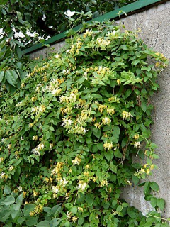 过滤晴空采集到植物品种