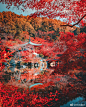 我只在京都和奈良拍摄了24小时
我非常喜欢秋叶 ​​​​