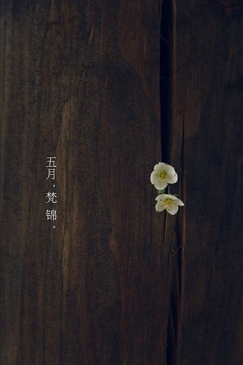 木生花@北坤人素材
