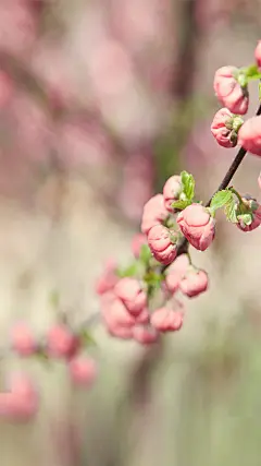 二十四节气立春H5背景花枝摄影图下载背景图_新图网 https://ixintu.com 二十四节气 立春 春季 春天 24节气 H5背景 h5 摄影 风景 花枝 花苞 花朵 花蕾