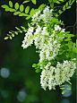 四月槐花正菲芬，冰清玉洁雪凝香