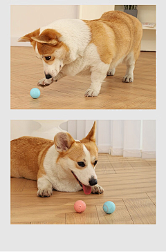 Morii^采集到狗狗