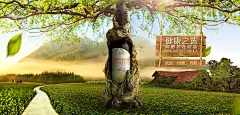 菜籽油海报合成 : 进口菜籽油banner创意合成