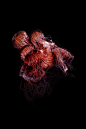 Medusa by Guido Mocafico ​​​​