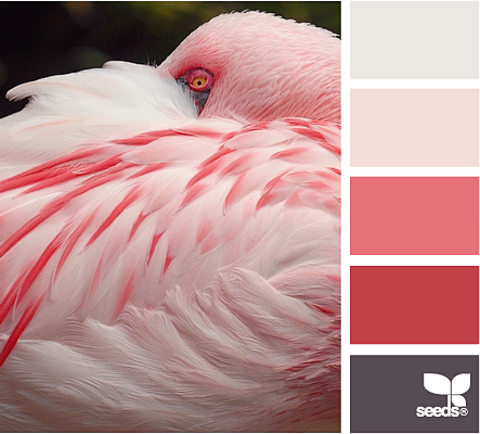 feathered pink