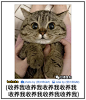 未完待续 
捡了个猫，家人们。