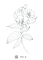 #手绘素材# 植物花卉线稿来自飞乐鸟出... 来自飞乐鸟 - 微博