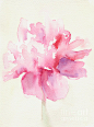 Pink Peony Watercolor Paintings of Flowers Painting