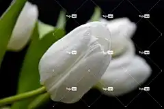 郁金香 4K壁纸1920X1080 酷背景 免费壁纸 美丽的花朵