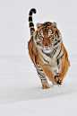 naturepersonworld:

 

Siberian Tiger by Anita Erdmann

