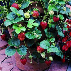 How to grow strawber...