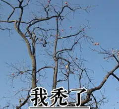 我想开了我自闭了什么梗什么意思 我想开了我自闭了表情包