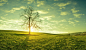 Gergely Zsolnai在 500px 上的照片A lone tree on a meadow at sunrise, idyllic, fabulous landscapes