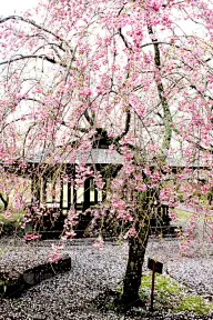 伊豆半岛,樱桃树,公园,地形,季节,春天,自然美,背景,自然,图像
