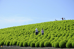 虚胖的二大爷采集到空间——花海