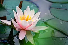 粉红色的睡莲或荷花玫瑰在花园池塘。对睡莲的特写在模糊的绿色池塘水。花景观自然壁纸与复制空间。有选择性