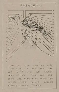 「线描百鸟图谱」高清版（一）
天鹅、鹅与雁、雁、雁与鸭、孔雀。 ​​​​