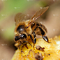 拉丁语Apis Mellifera中的bee或honeybee