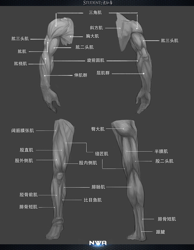 人体结构(126图)_@耳立雕塑设计收集_花瓣插画 漫画4
