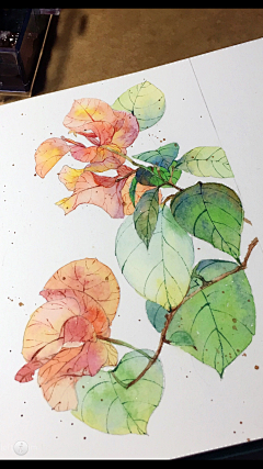 yilia223采集到水彩植物