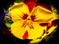 Flower garden on Behance