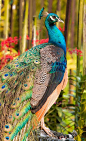 Peacock: