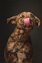 Expressive Dog Portraits by Elke Vogelsang | Inspiration Grid | Design Inspiration”>
  <meta property= : Inspiration Grid is a daily-updated gallery celebrating creative talent from around the world. Get your daily fix of design, art, illustration, 