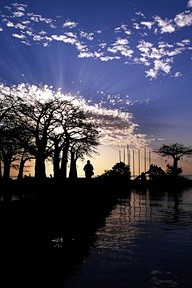 Sunset Baobab trees,...