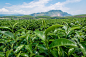 Tea Plantation by Anuwat Kaeso on 500px