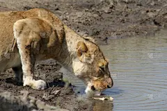 口渴的,狮子,南非,洞,饮用水,狩猎动物,野生猫科动物,舌头,水平画幅,无人