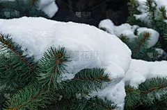 绿色蓬松的冷杉树枝在雪中