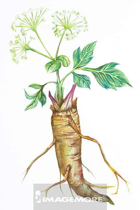 白芷,中药,插画