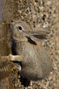 兔形目·古兔亚科·棉尾兔属：沙漠棉尾兔