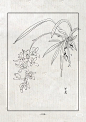 兰花