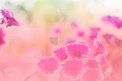 粉红色的兰花盛开的背景