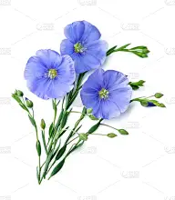 Flax blue flowers
