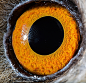 金剛鸚鵡－不知道為什麼，讓人錯覺是史前怪物……


雲雀－可愛的小雲雀，眼神卻出乎意料的成熟。


暹羅貓－凝視後，竟覺得它愈來愈像海底火山。


白化虎蟒－索倫之眼縮小版！


鬣蜥－這樣的瞳孔，盯久會不自覺發毛。


哈士奇狗－你的迷人藍眼就像隻巨大的海洋魚。


牛－呈現一字的瞳孔，是否就是眨眼的瞬間？


鴨－就像個黑暗漩渦，彷彿會把人吸入其中。


蛇怪蜥蜴－詭譎的黃綠色瞳孔，沒有動物比你更適合。


烏鴉－彷彿暗色調的圖騰，訴說著不可告人的祕密。


凱門鱷－滿布紋路的瞳孔，幸好顏色並非鮮紅…