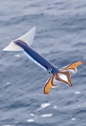 Todarodes pacificus, Japanese flying squid