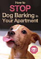 Excessive barking not only poses an annoyance to you, but to your neighbors as well. You can’t expect a dog to never bark, but incessant barking becomes an issue over time. Here’s a few techniques to help stop dog barking in your apartment.: 