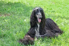 可爱的阿富汗猎犬正看着镜头。东方灵缇犬或波斯灵缇犬。宠物的动物。