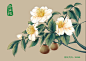 #感觉很厉害# 茶油纯，为中国最美茶花代言_看图_感觉很厉害吧_百度贴吧