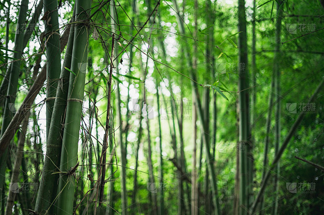 清新的竹林和美丽的散竹素材-花瓣网