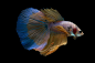 Halfmoon Betta Fish_00002