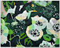 Hilary Pecis, White Anemones, 2018 acrylic on canvas