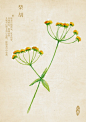 中草药绘本-柴胡