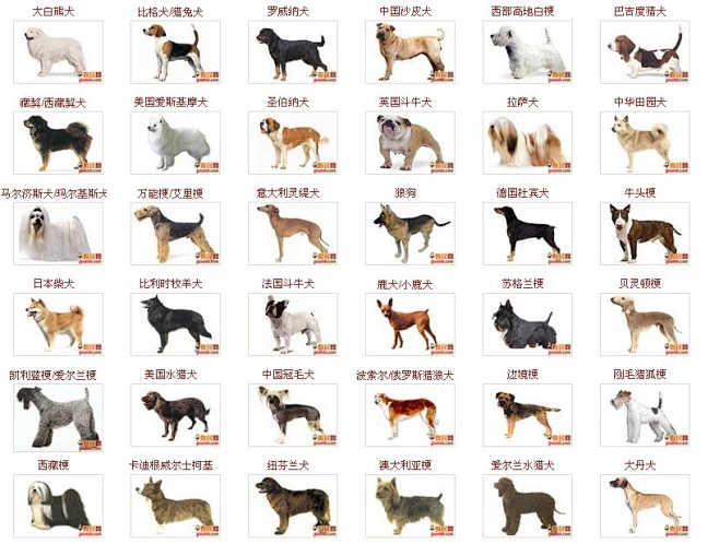 狗的品种大全及图片_百度图片搜索-花瓣网