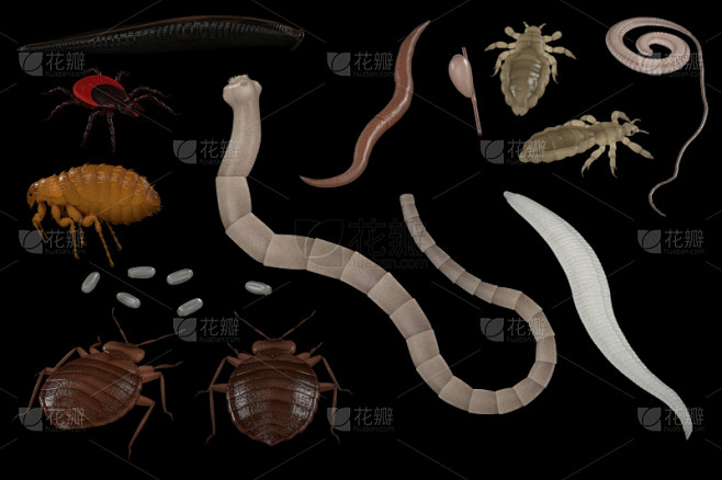 人,寄生的,人蚤,蛲虫,绦虫,臭虫,跳蚤,虱子,蛔虫,水蛭