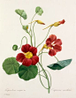 Colour engraving of 'Tropaeolum majus var' (nasturtium) by P.J. Redouté from 'Choix des plus belle fleurs' published in 1827. The publication contains 144 colour plates of flowers, some including insects, and is dedicated to the princesses Louise and Mari