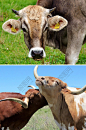 实拍牛动物高清图片素材